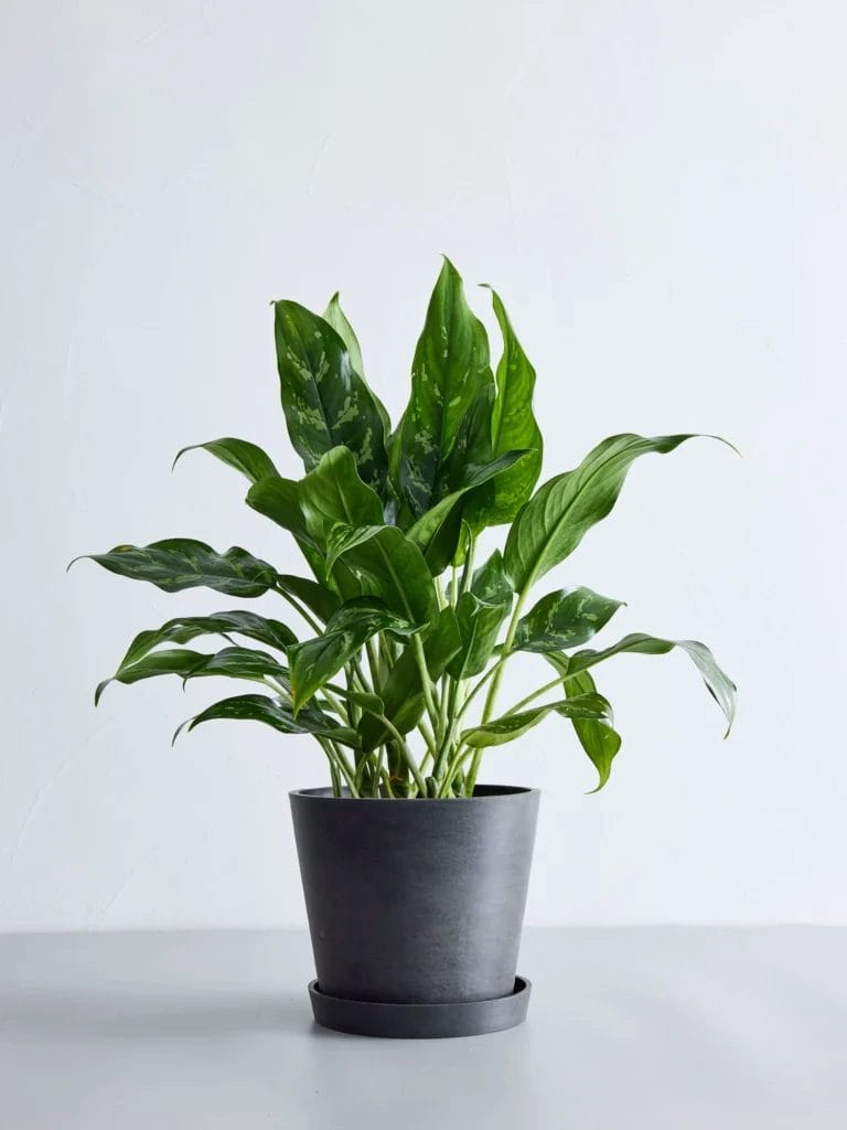 深緑に斑入り模様が美しいアグラオネマの鉢植え。耐陰性が高く、光が少ない室内でも育てやすい観葉植物。 Aglaonema with attractive variegated green leaves. A low-light tolerant houseplant ideal for indoor environments.