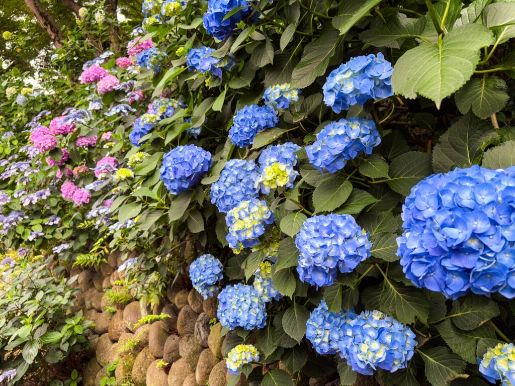 石垣沿いに咲く青とピンクの紫陽花 / Blue and pink hydrangeas blooming along stone wall