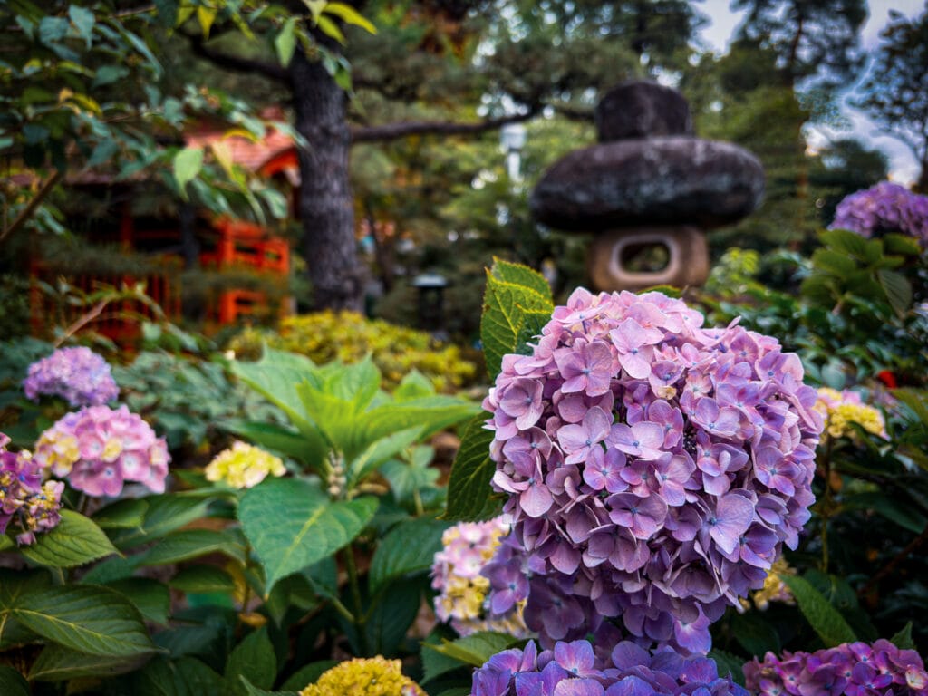境内に咲く青紫の紫陽花 / Blue-purple hydrangeas blooming in the temple grounds