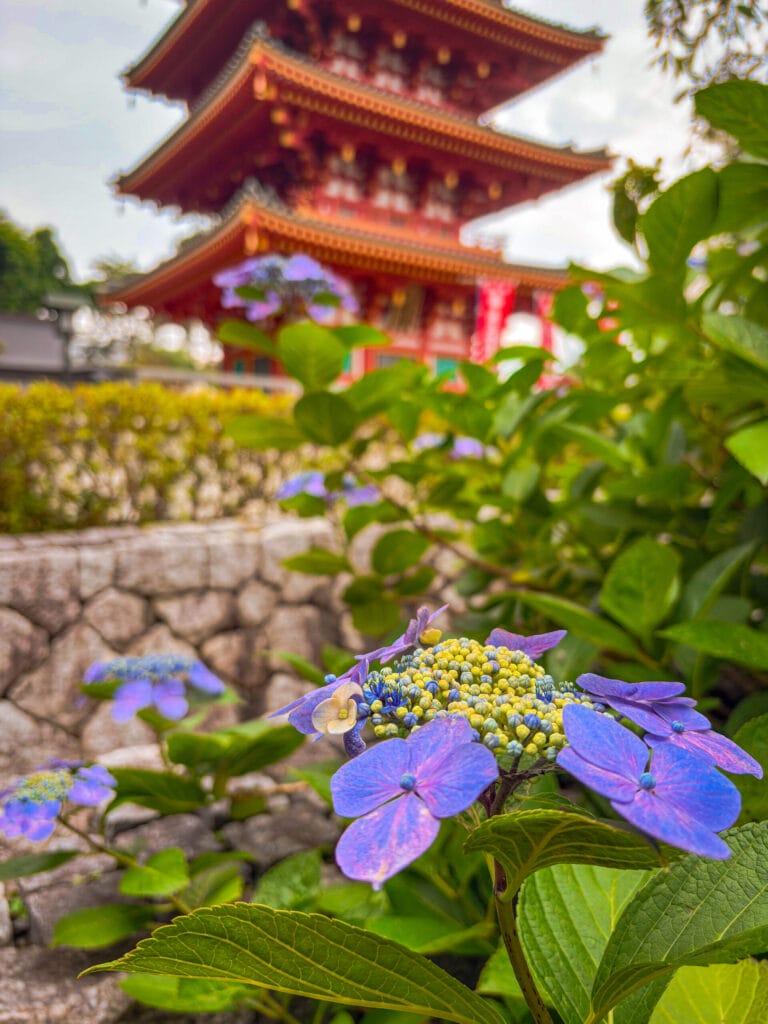 五重塔と紫陽花の組み合わせ（高幡不動尊入り口付近） / Five-story pagoda and hydrangeas at the entrance of Takahata Fudoson