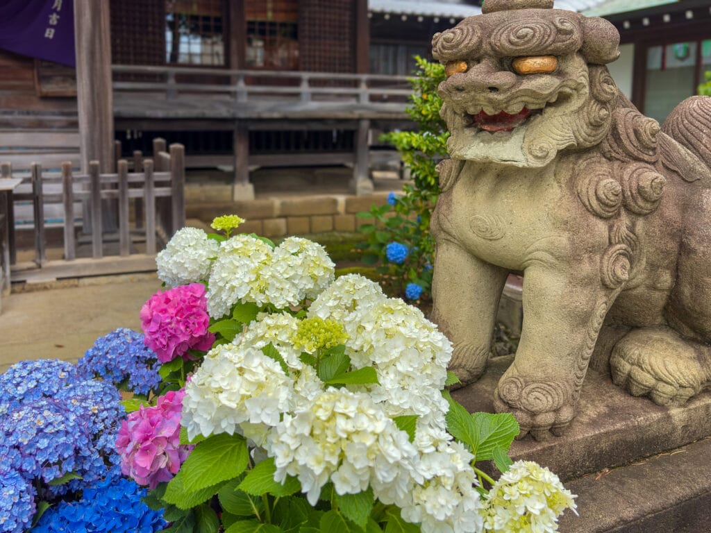 白山神社の狛犬と咲き誇る紫陽花（文京あじさいまつり2025） Guardian lion statue and vibrant hydrangeas at Hakusan Shrine during the Bunkyo Ajisai Festival 2025