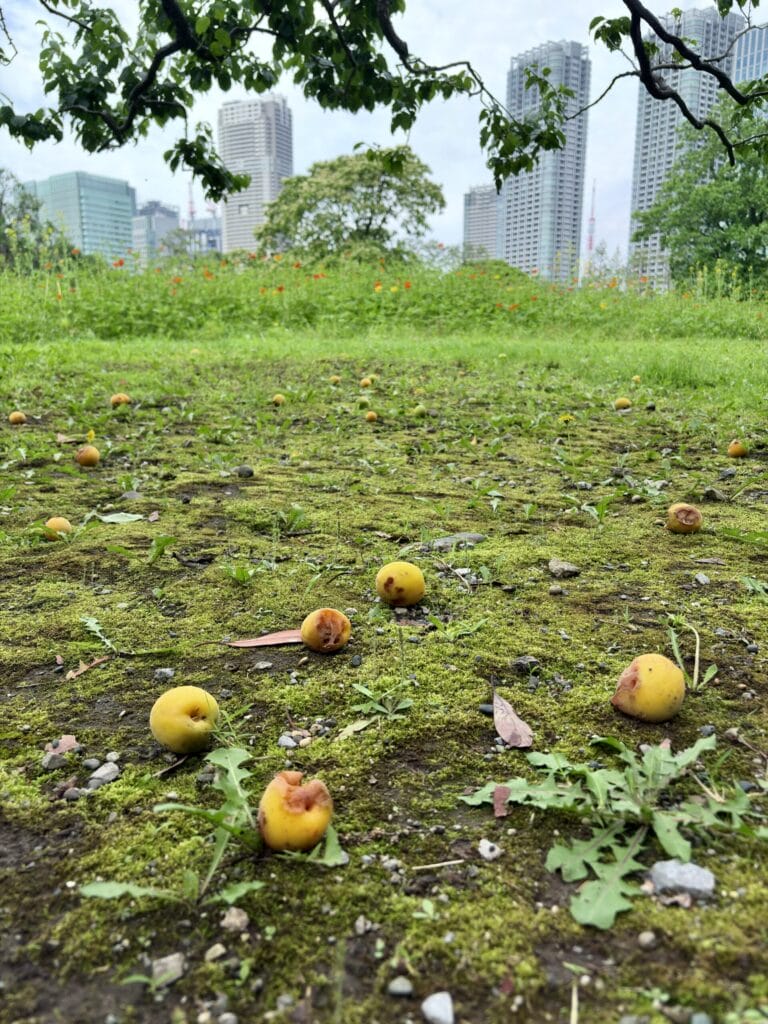 落ちた梅の実と都会のビル群 / Fallen Japanese apricots on mossy ground with city buildings in the background