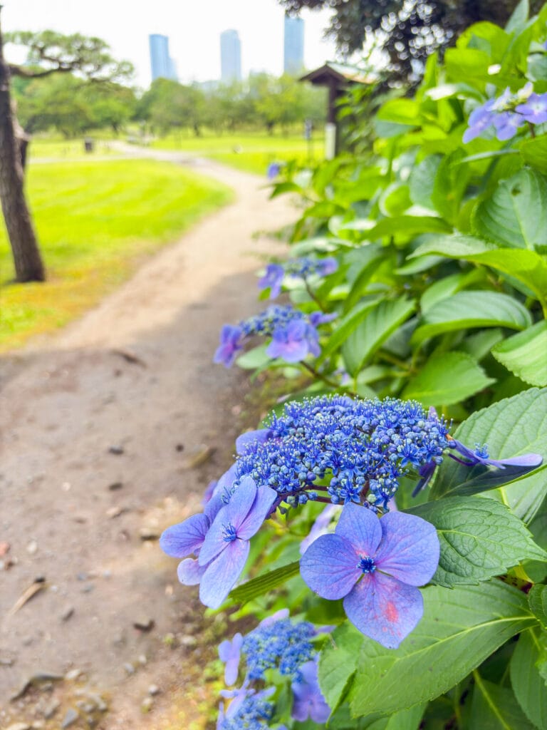 紫色のガクアジサイが咲く初夏の小道 / Lacecap hydrangeas blooming along a summer path