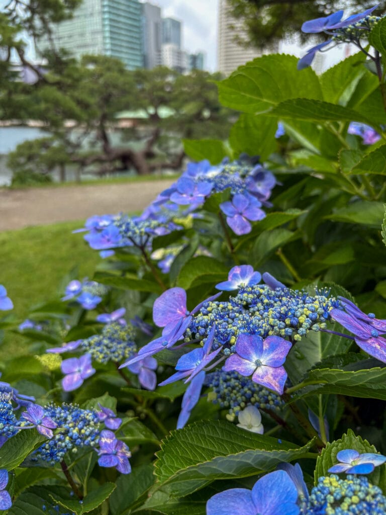 池の縁に咲く青いアジサイと静かな水面 / Blue hydrangeas blooming by the tranquil pond