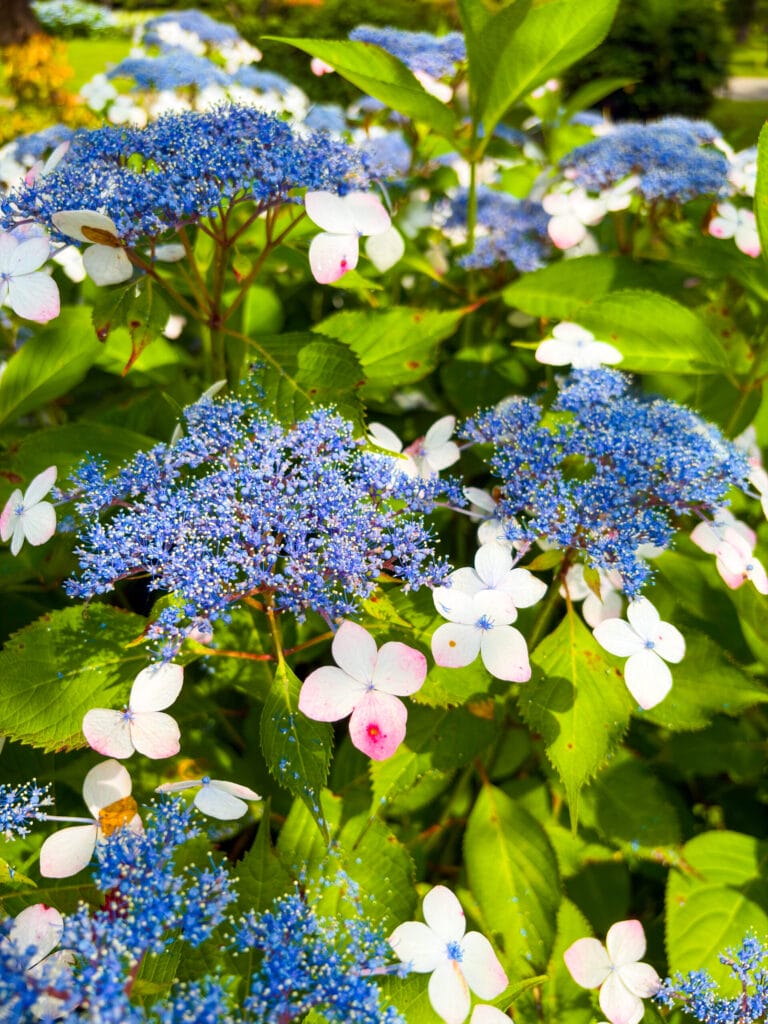 紫色のガクアジサイ/ Lacecap hydrangeas 