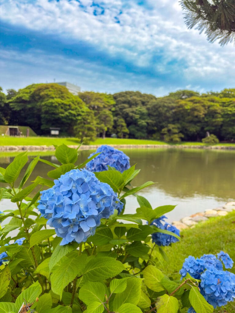 池の縁に咲く青いアジサイと静かな水面 / Blue hydrangeas blooming by the tranquil pond