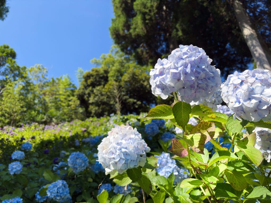 青空の下で咲く淡い紫の紫陽花 Pale purple hydrangeas blooming under a clear blue sky