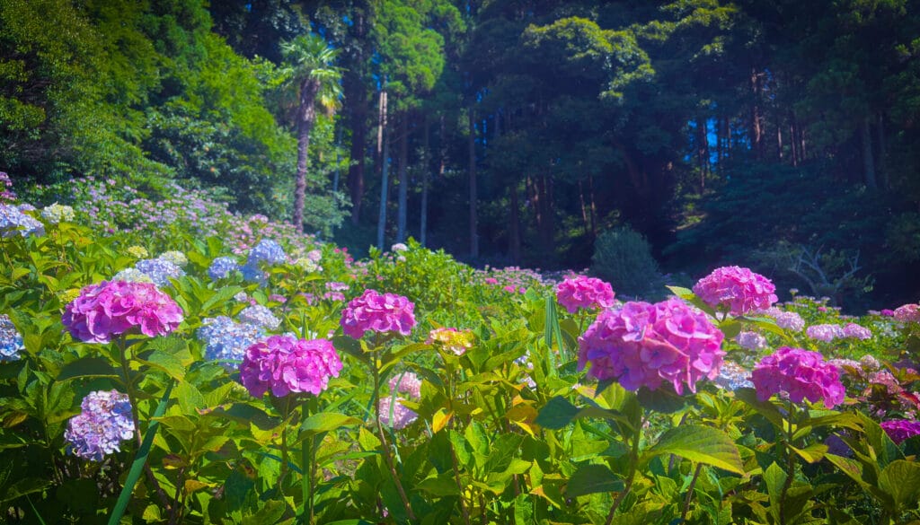 森の縁に咲き誇るピンクの紫陽花たち Pink hydrangeas blooming along the edge of the forest