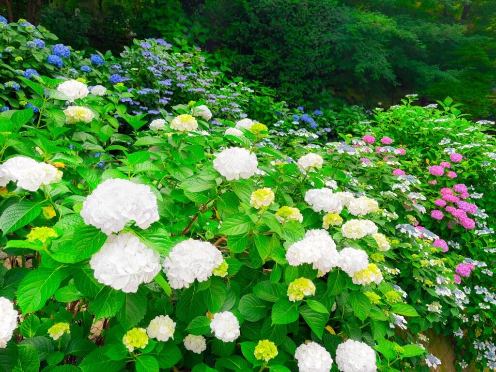 服部農園あじさい屋敷の白と青の紫陽花が咲き誇る花壇 A bed of white and blue hydrangeas in full bloom at Hattori Hydrangea Garden