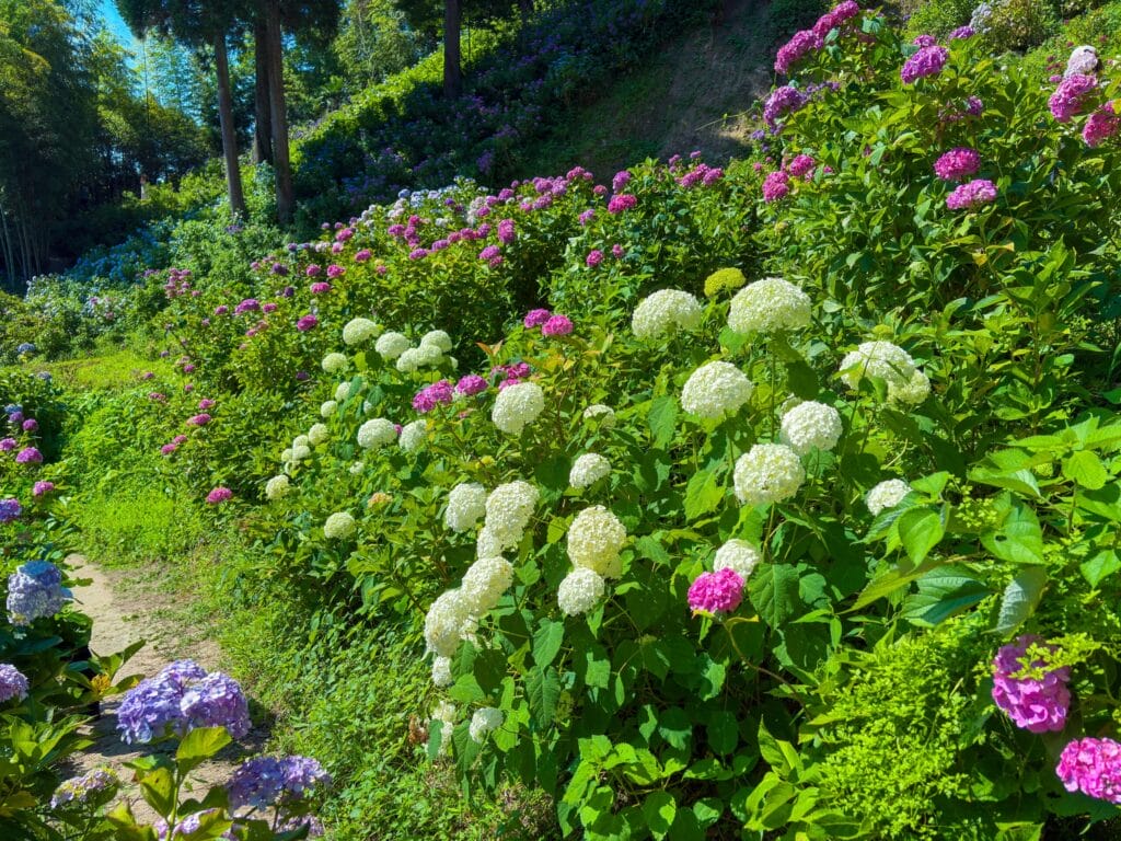 服部農園あじさい屋敷の白と青の紫陽花が咲き誇る花壇 A bed of white and blue hydrangeas in full bloom at Hattori Hydrangea Garden
