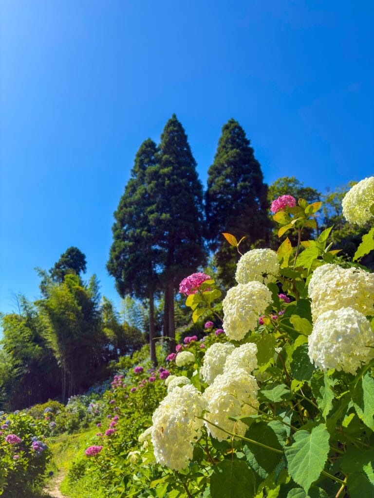 白とピンクの紫陽花に囲まれた小道 A path surrounded by white and pink hydrangeas