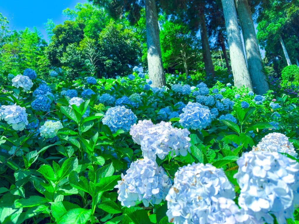 陽光を浴びて輝く青と白の紫陽花と杉林 Blue and white hydrangeas glowing in sunlight with cedar trees behind