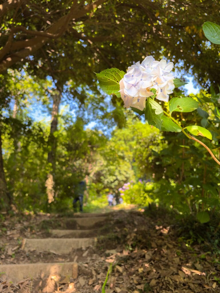 森の中の小道と一輪の紫陽花 A single hydrangea bloom along a forest path