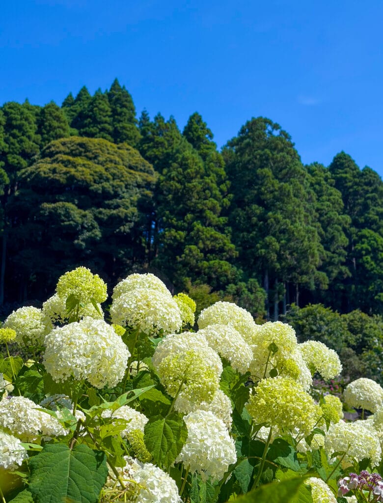 深い森を背景に咲く白い紫陽花の群生 A cluster of white hydrangeas blooming against a lush forest backdrop