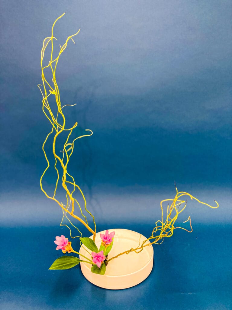 クルクマと雲龍柳を用いた初夏のいけばな作品。癒しと空間美を感じさせる現代的な構成。 A summer ikebana arrangement with Curcuma and Corkscrew Willow. A serene design evoking healing and spatial elegance.  
