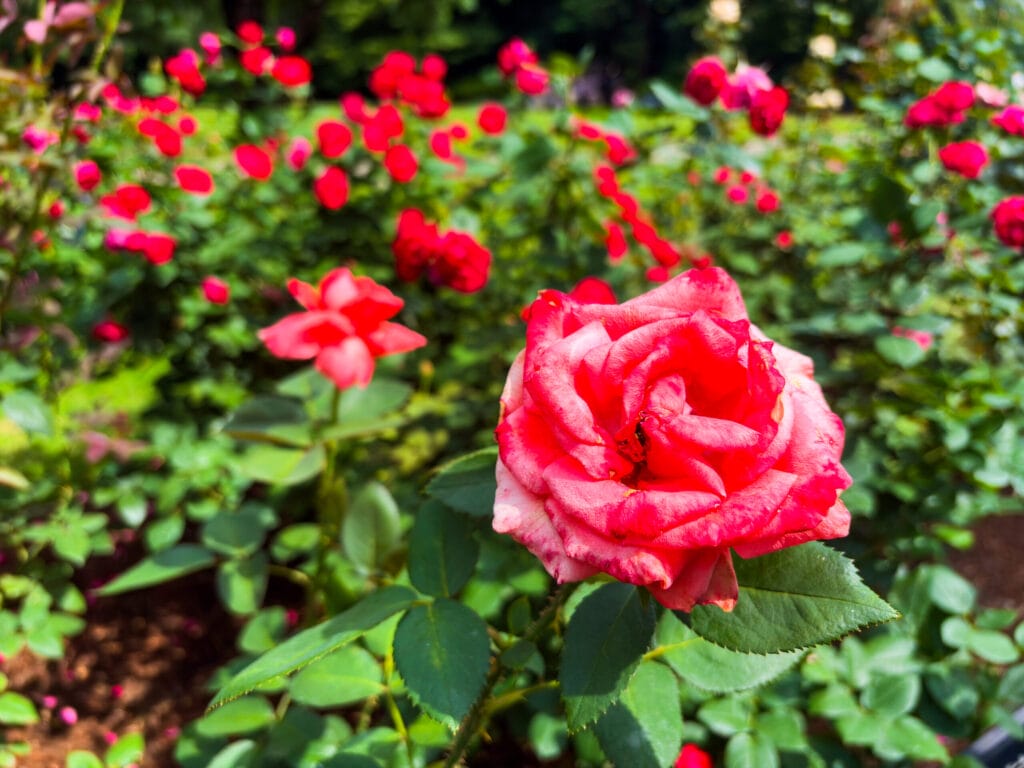 旧古河庭園で咲く赤いバラの二番花の接写、鮮やかな花びらが印象的	Close-up of second bloom red rose at Kyu-Furukawa Gardens