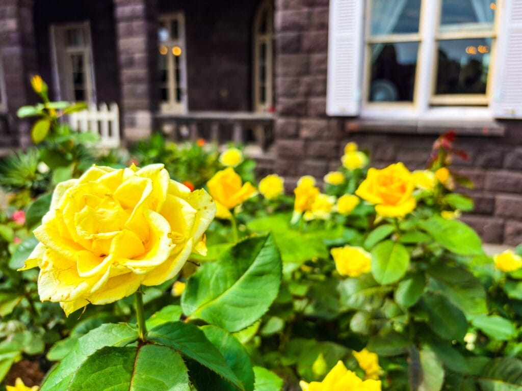 洋館を背景に、旧古河庭園のバラ園で咲く黄色いバラの花	
Yellow rose in front of Western mansion at Kyu-Furukawa Gardens
