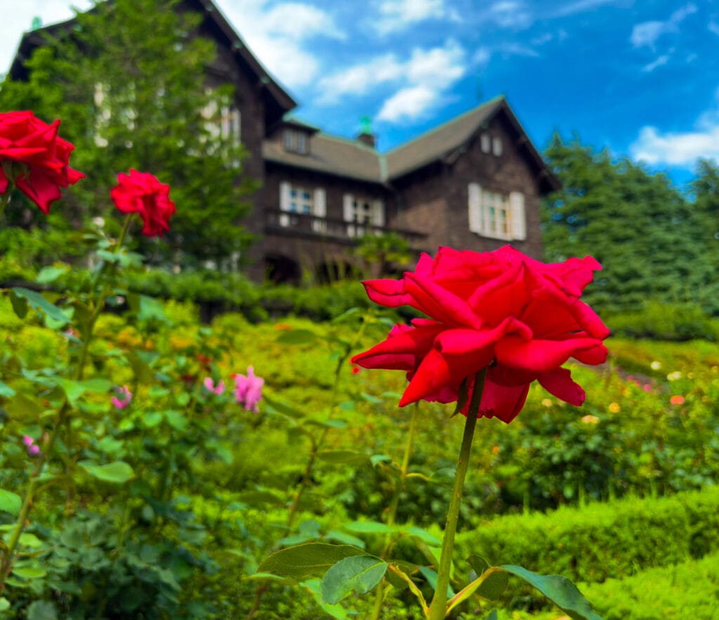 緑の芝とバラに囲まれた旧古河庭園の洋館と真紅のバラ	
Red rose with Western-style mansion background at Kyu-Furukawa Gardens