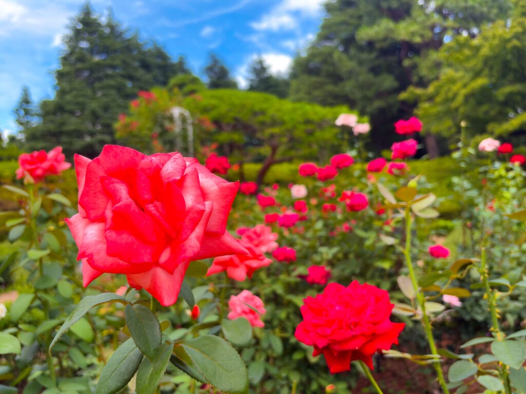 旧古河庭園の傾斜地に咲く赤いバラ、奥に広がる自然林が美しい	
Red roses blooming on green hill at Kyu-Furukawa Gardens