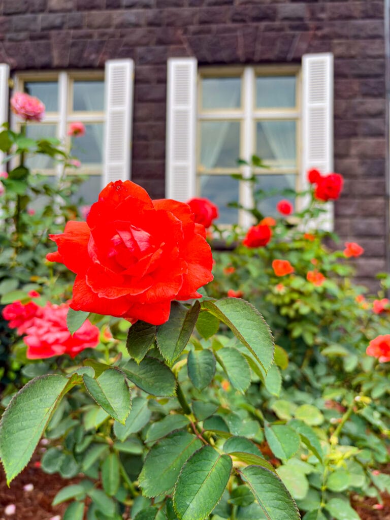 洋館の窓辺に咲く赤いバラ、旧古河庭園らしい風情あるワンシーン	
Red rose in front of window of Western building at Kyu-Furukawa Gardens