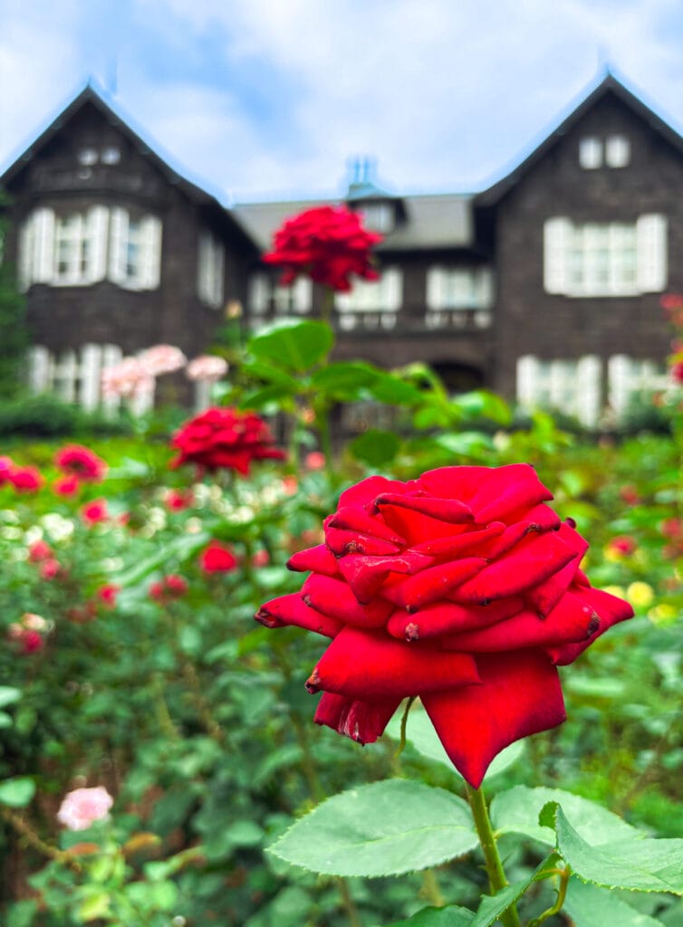 洋館を背景にピントを合わせた赤いバラ、旧古河庭園の初夏の景色	Focused red rose with blurred Western mansion at Kyu-Furukawa Gardens