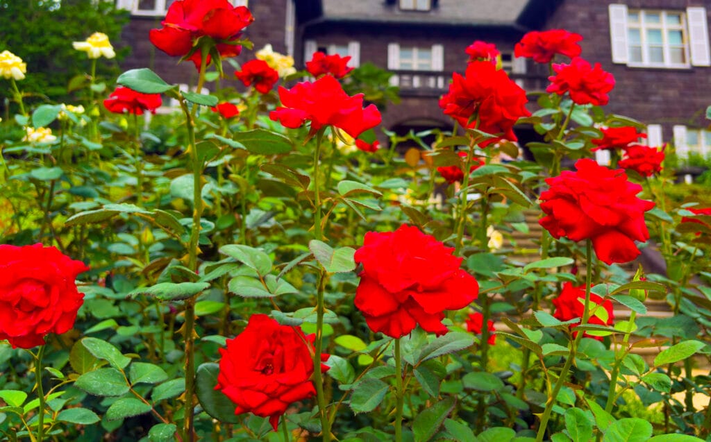 洋館の前に咲き誇る複数の赤いバラ、旧古河庭園のバラの見頃	
Cluster of red roses in front of mansion at Kyu-Furukawa Gardens