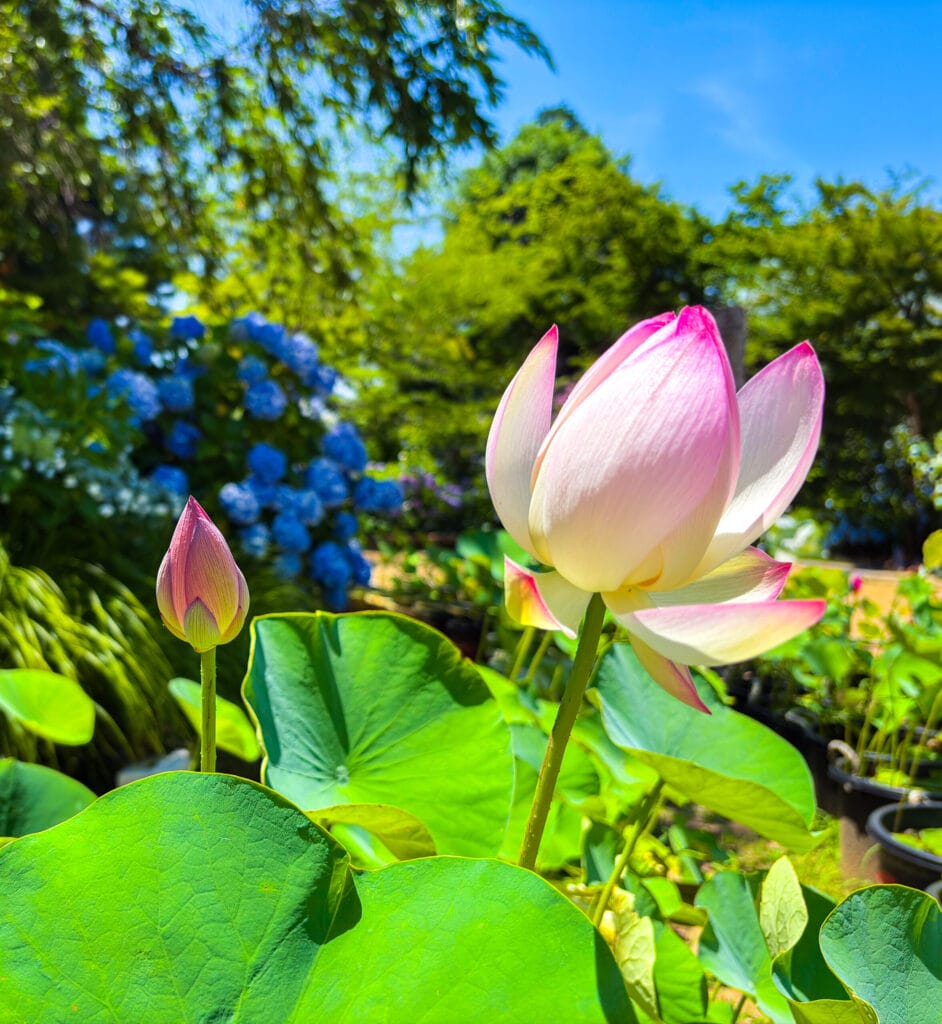 蓮と紫陽花が並ぶ、本土寺の初夏らしい花風景
Early summer scene at Hondoji: lotus and hydrangeas together