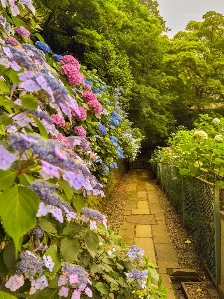 緑の参道と咲き誇る紫陽花 / Lush temple path with blooming hydrangeas