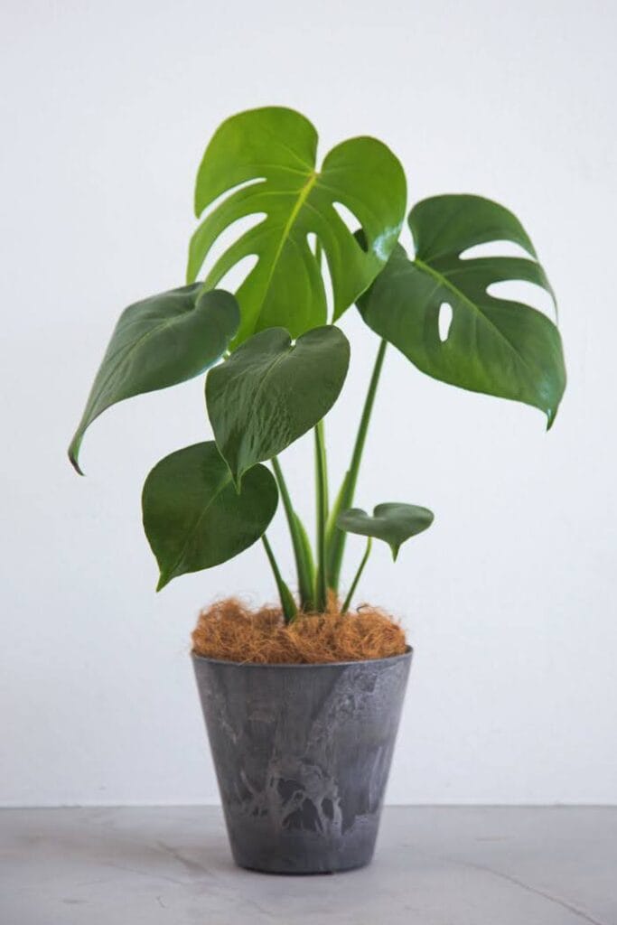 切れ込みの入った大きな葉が特徴的なモンステラの観葉植物。湿度調整やインテリア性の高さで人気。 Monstera with large, split leaves. A popular indoor plant known for natural humidifying and bold visual impact.  