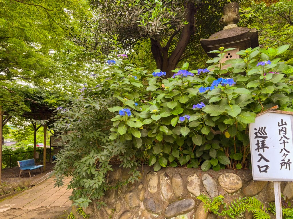 木漏れ日の中で咲く山あじさい / Mountain hydrangeas blooming in dappled sunlight