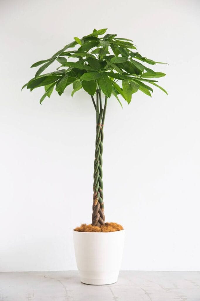 三つ編み状の幹が特徴的なパキラの鉢植え。縁起が良い観葉植物として人気で、インテリア性も高い。 Pachira (Money Tree) with a braided trunk. A popular indoor plant known for good fortune and decorative appeal.  