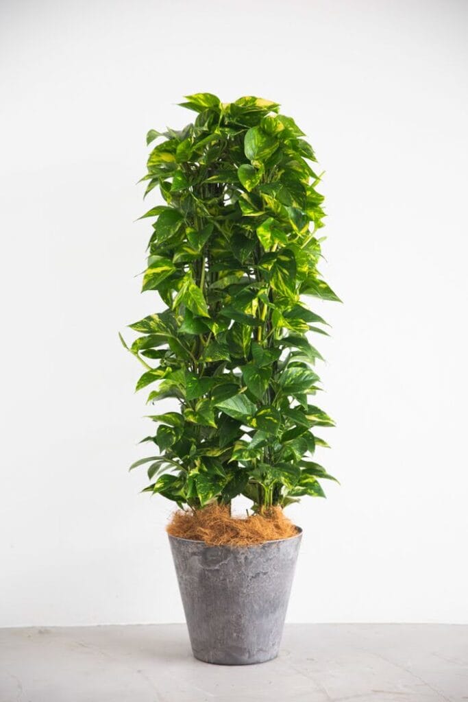 光沢のある葉が美しいポトスの大型鉢植え。空気清浄効果があり、室内で育てやすい人気の観葉植物。 Large potted Pothos with glossy green leaves. A popular indoor plant known for its air-purifying qualities and easy care.