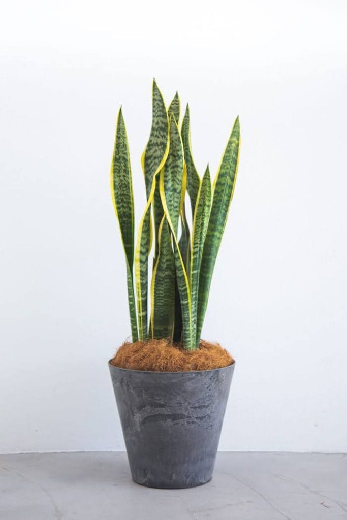 スタイリッシュな鉢に植えられたサンスベリア（トラノオ）。空気清浄効果と乾燥への強さが特徴の観葉植物。 Sansevieria (Snake Plant) in a modern pot. Known for air-purifying properties and drought tolerance as an indoor plant.