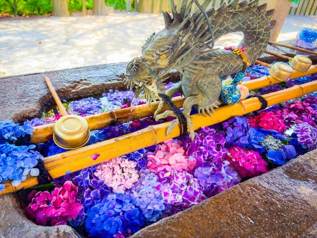 手水舎に浮かべられた色とりどりの紫陽花と龍の像 Colorful hydrangeas floating in a temple basin with a dragon statue