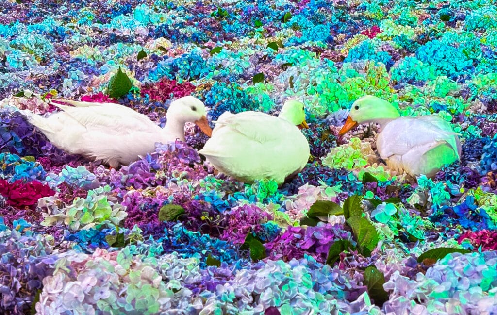 幻想的な紫陽花のじゅうたんの上を歩くアヒルたち Ducks strolling on a dreamy hydrangea carpet