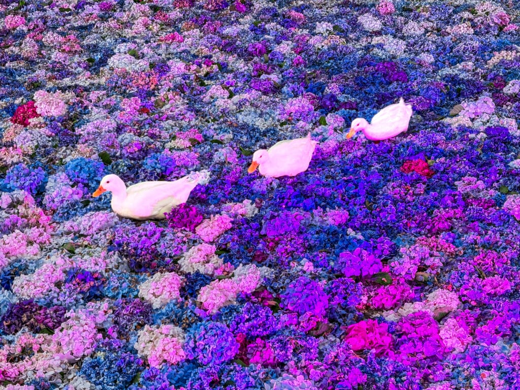 紫のライトに照らされた紫陽花の上を進む3羽のアヒル Three ducks walking over hydrangeas lit in purple light