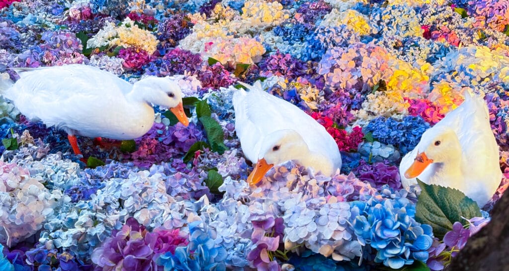 3羽のアヒルが紫陽花の上を並んで歩く様子 Three ducks walking in line on colorful hydrangeas