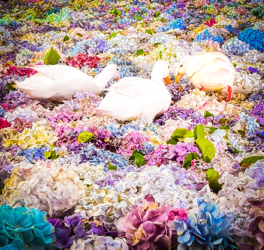 紫陽花に包まれる3羽のアヒルたちの姿（上空から） Top-down view of ducks surrounded by hydrangeas