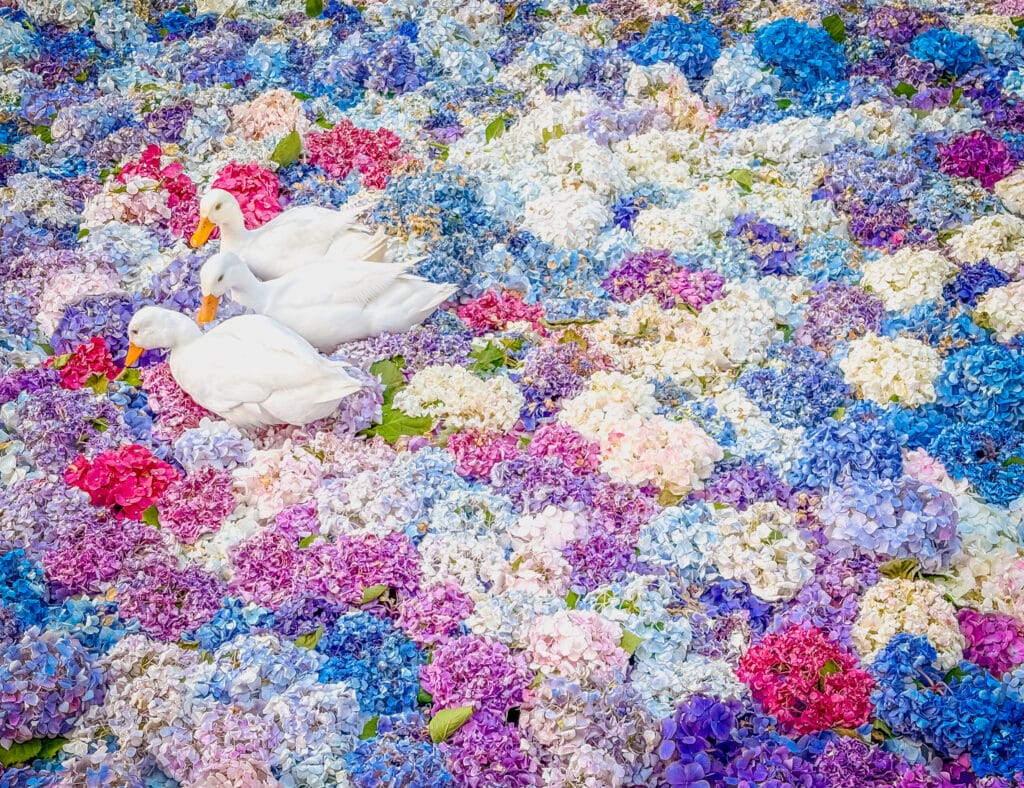紫陽花のじゅうたんの中で並んで歩く白いアヒルたち White ducks walking in a row across a carpet of hydrangeas