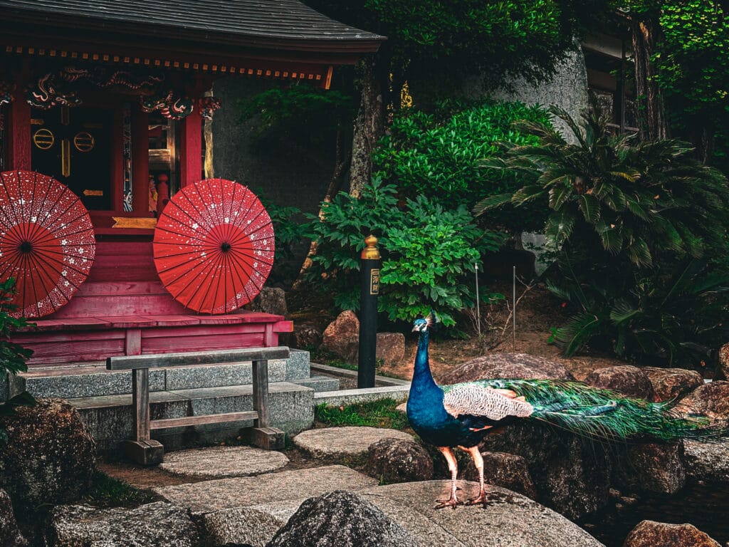 朱色の社殿前を歩く放し飼いの孔雀 Free-roaming peacock walking in front of a red shrine