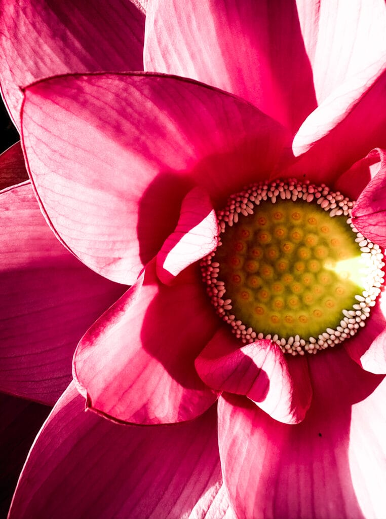 古代蓮の里で撮影された蓮の風景Lotus scenery photographed at Kodai Hasu no Sato 