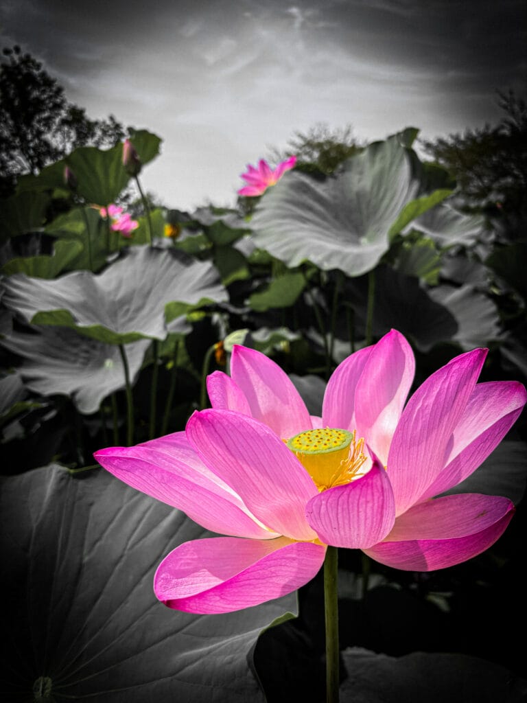 古代蓮の里で撮影された蓮の風景Lotus scenery photographed at Kodai Hasu no Sato 