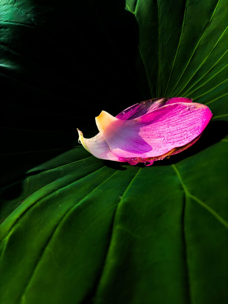 古代蓮の里で撮影された蓮の風景Lotus scenery photographed at Kodai Hasu no Sato 