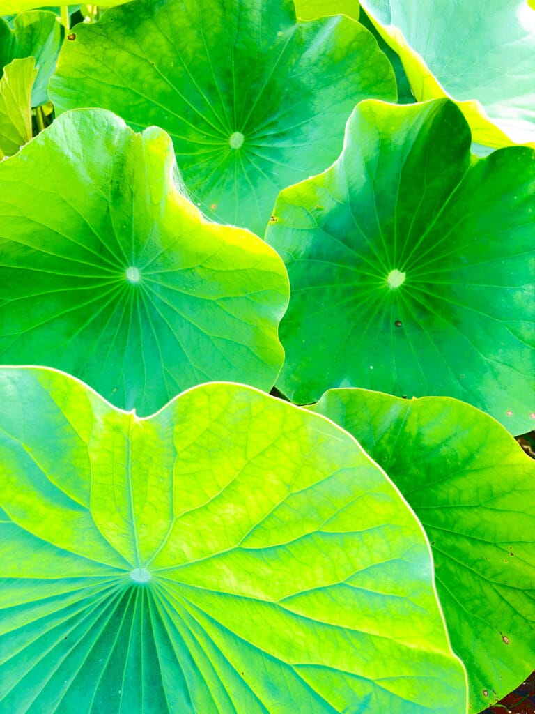 古代蓮の里で撮影された蓮の風景Lotus scenery photographed at Kodai Hasu no Sato