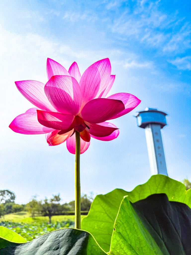 古代蓮の里で撮影された蓮の風景Lotus scenery photographed at Kodai Hasu no Sato 