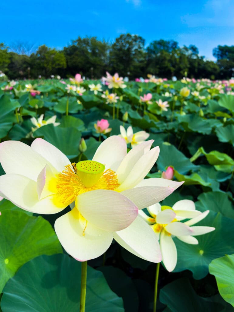 古代蓮の里で撮影された蓮の風景Lotus scenery photographed at Kodai Hasu no Sato 