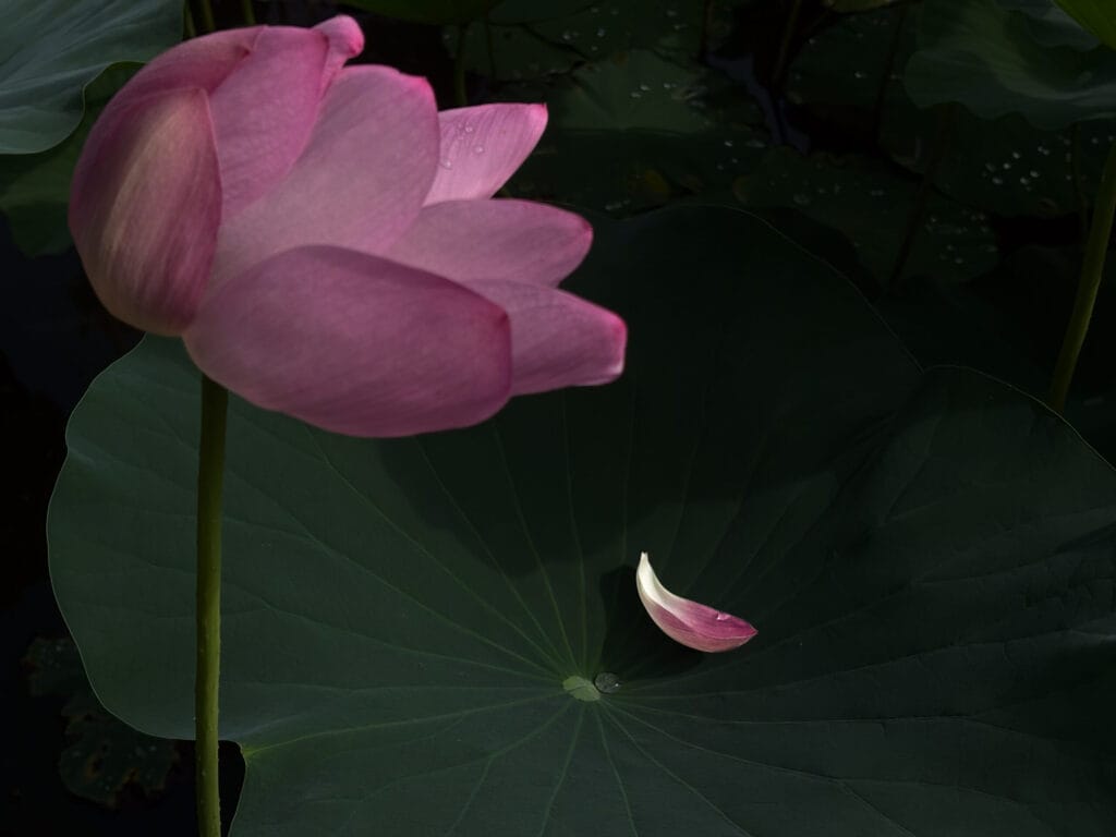 古代蓮の里で撮影された蓮の風景Lotus scenery photographed at Kodai Hasu no Sato 