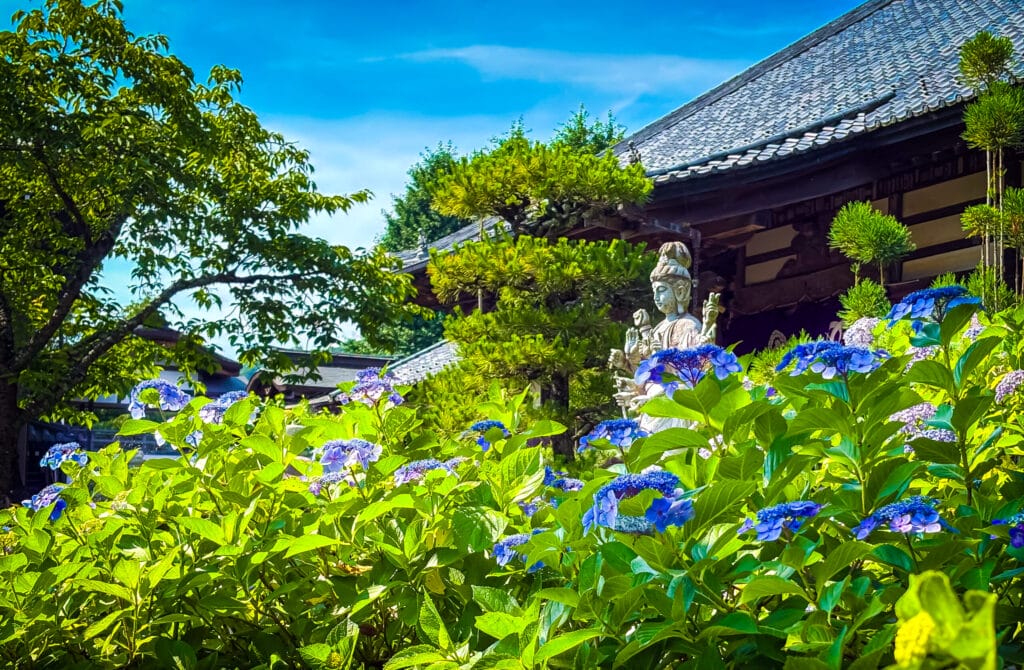 紫陽花とともに立つ観音像と寺院の風景 Kannon statue among blooming hydrangeas in a temple setting