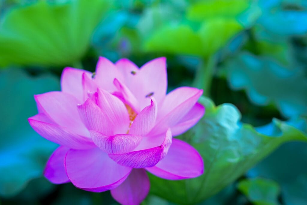 上野・不忍池で撮影された蓮の花の接写。ピンク色の花びらが朝露に輝き、背景の緑と調和して幻想的な雰囲気を醸し出している。