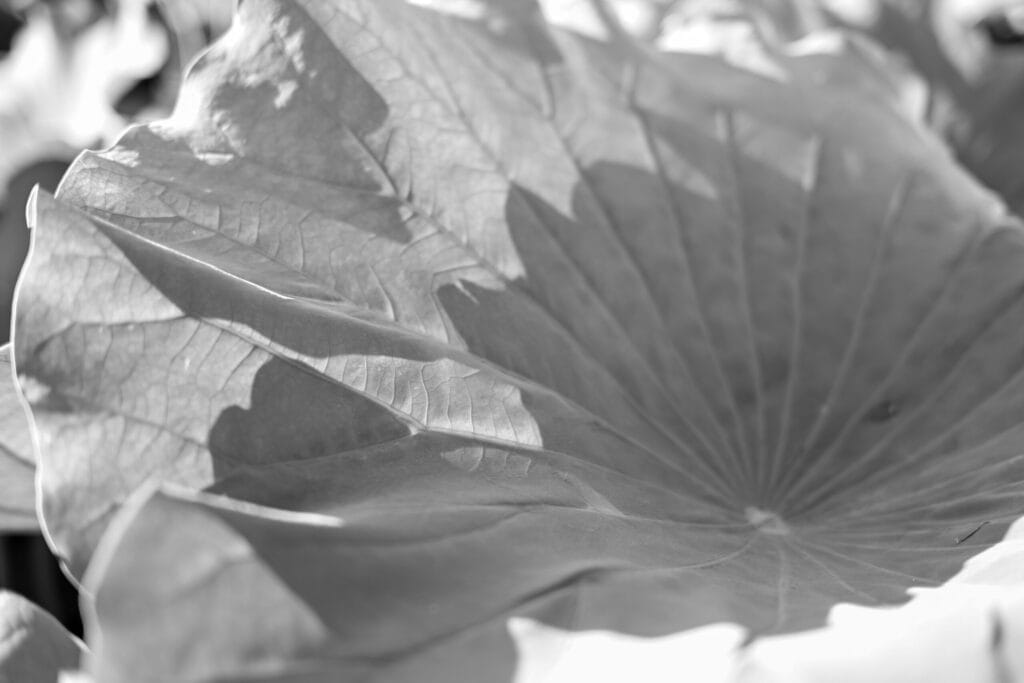上野・不忍池で撮影された蓮の葉のモノクロ写真。光と影が葉脈の美しさを引き立てている。